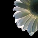 Luminescent