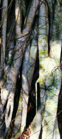 “The Three Graces” Cyanotype, Photography and Watercolor on Metal, 18” x 38" by artist Tracy Ellyn. See her portfolio by visiting www.ArtsyShark.com