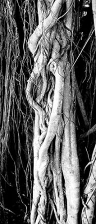 “Undulation” Cyanotype and Photography on Metal, 16” x 36" by artist Tracy Ellyn. See her portfolio by visiting www.ArtsyShark.com