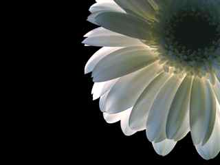 photography of a daisy
