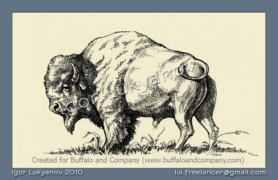 drawing of an American Buffalo