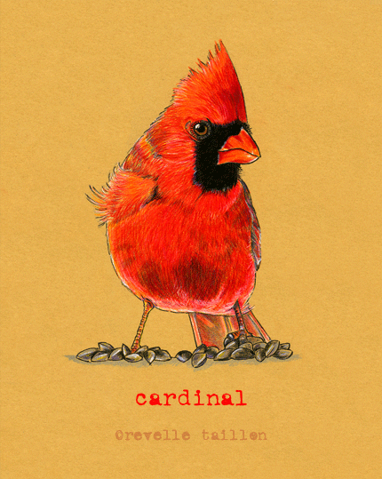 drawing of red cardinal