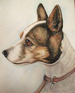 portrait of a jack russell
