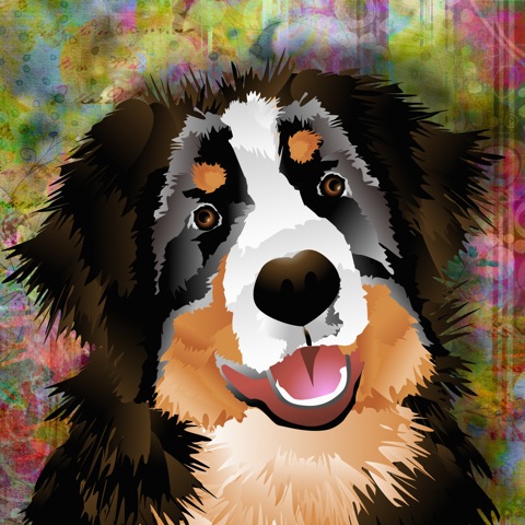 Bernese Mountain Dog