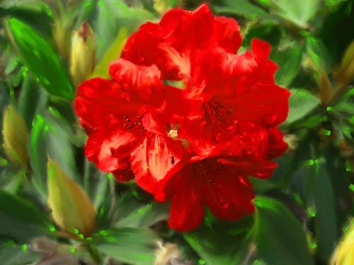 Red Flowers