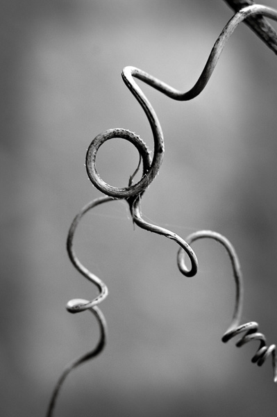 twisting vine