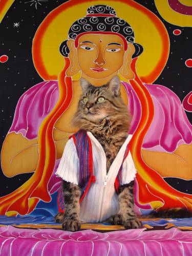 Buddhapuss