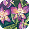 purple orchids