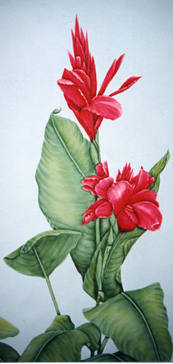 Cannas