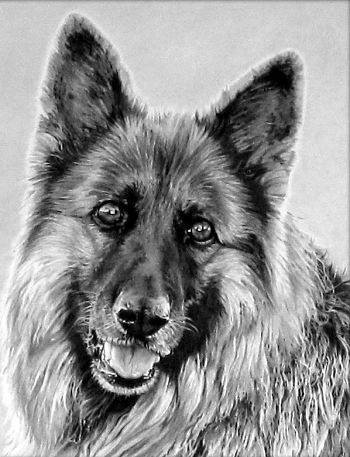 German shepherd