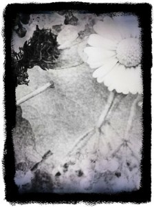 flower daguerrotype