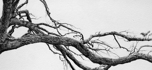 Out on a Limb
