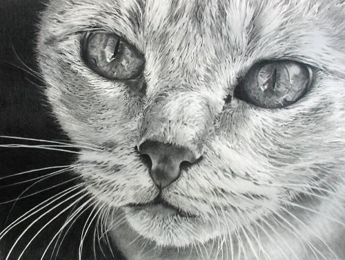 kitten drawing