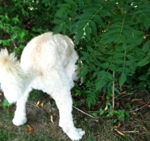 dog going into bushes