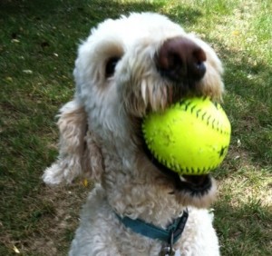 dog with ball