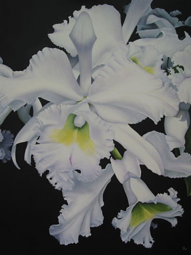 Cattleya Orchid