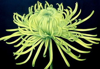 Chrysanthemum