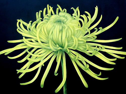 Chrysanthemum