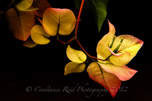 leaves, photo by Constance Reid