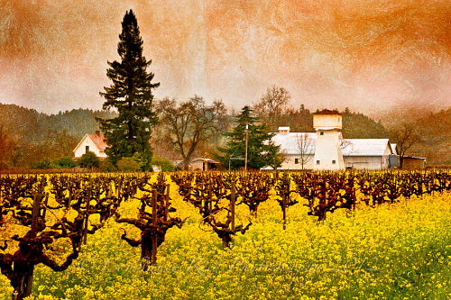 vineyard scene, photo by Constance Reid