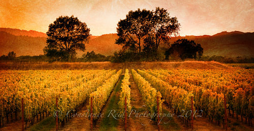 wine country photo by Constance Reid