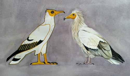 egyptian vultures