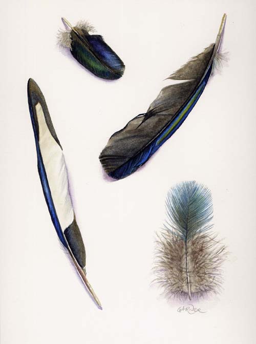 feathers