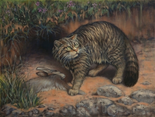 Scottish Wildcat 'Last of the Highland Tigers'