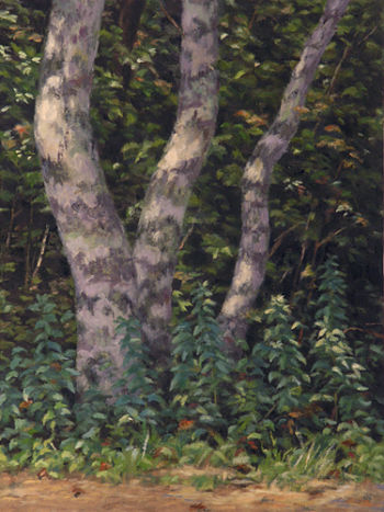 Beech trees, oil painting
