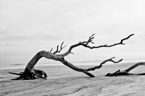 Bent Tree of Driftwood Beach