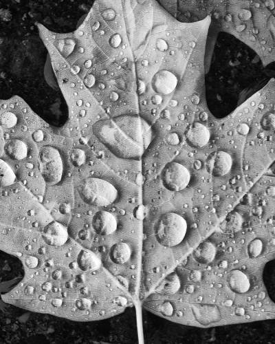 Leaf with Droplets