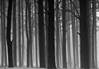 The Enchanted Forest