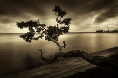 Tree in Key Biscayne