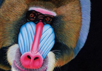 Painting of a baboon "Charlie" by Alicia Wishart