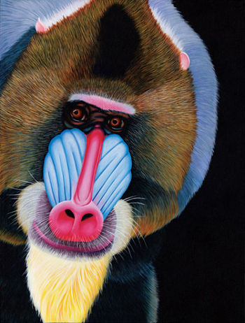 Painting of a baboon "Charlie" by Alicia Wishart