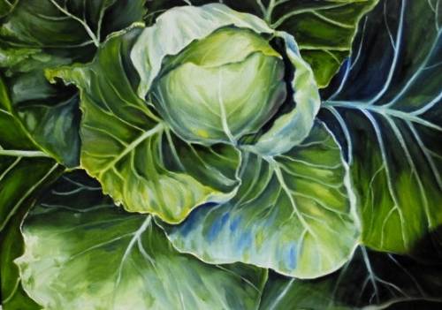 Green Cabbage