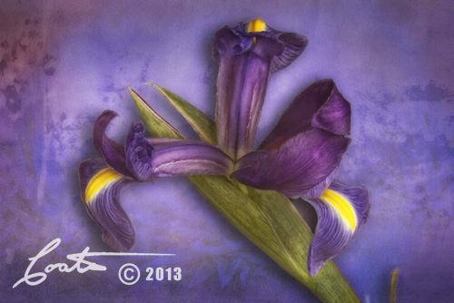 Purple Iris