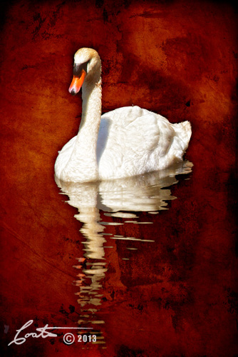 Swan