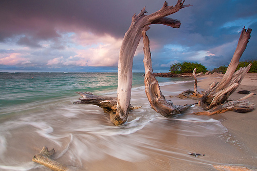 Driftwood Sunset