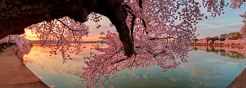 Pink Cherry Blossom Sunrise