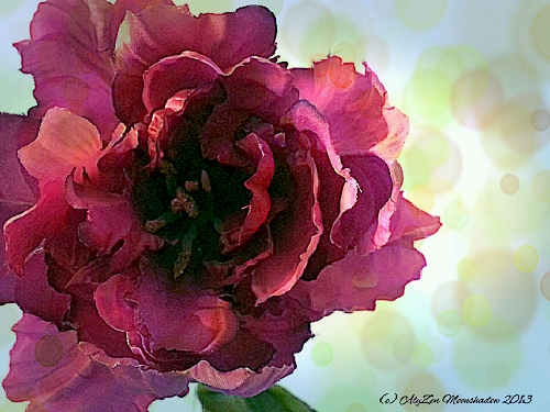 Red Parrot Tulip with Bokeh