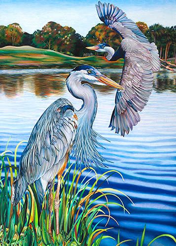 Great Blue Herons