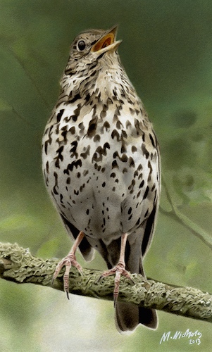 Song Thrush