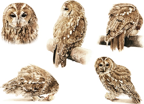 Tawny Owl