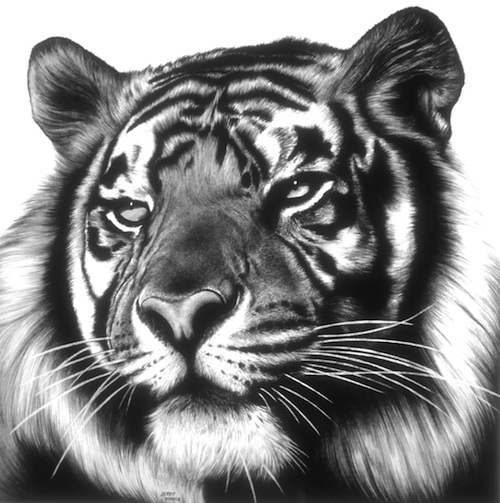 Tiger Face