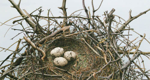 Speck-tacular Nest