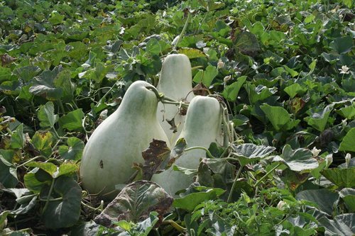 The Gourd Field