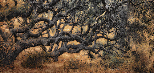 Coastal Oak, California