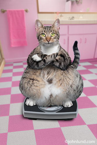 Fat Cat on Scale