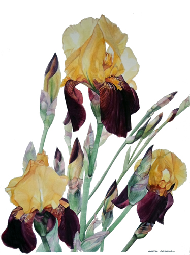 Iris Beethoven